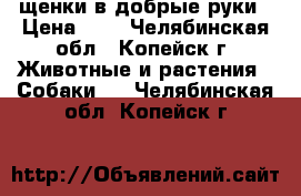 щенки в добрые руки › Цена ­ 1 - Челябинская обл., Копейск г. Животные и растения » Собаки   . Челябинская обл.,Копейск г.